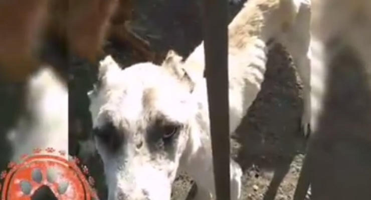 "Концлагерь" для животных: Под Одессой в "питомнике" морили голодом десятки собак