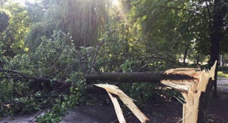 Из-за непогоды упавшие деревья в Украине травмировали 4 человек