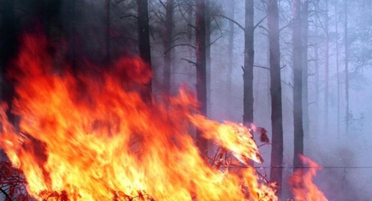 Потушен пожар в заминированном лесу под Станицей Луганской