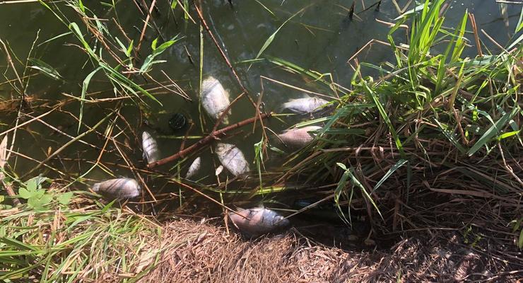В Винницкой области массово гибнет рыба