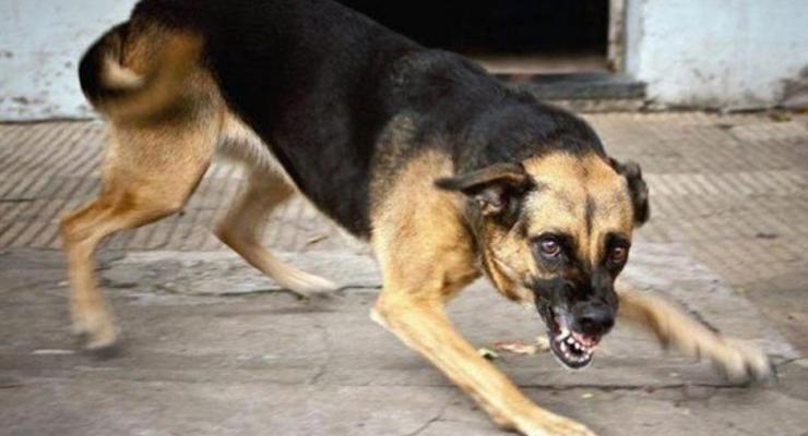 Больная бешенством собака покусала двоих людей в Рубежном