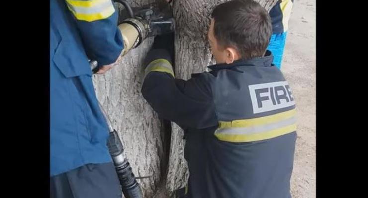 Спасатели освобождали девочку, застрявшую между деревьями в Харькове