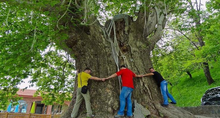 В Азербайджане древнее дерево упало на туристов