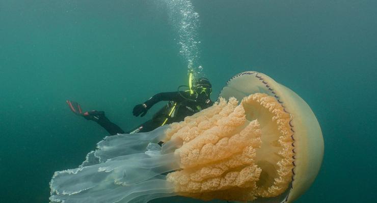 В Англии нашли медузу размером с человека
