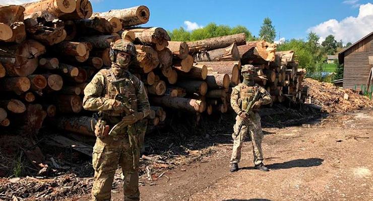СБУ разоблачила незаконную вырубку леса на Закарпатье