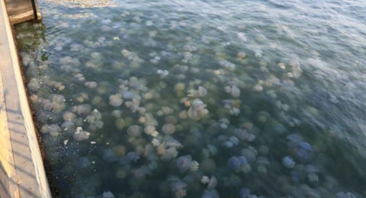 На курорте в Кирилловке наблюдается нашествие медуз
