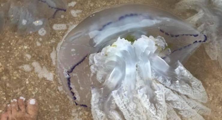 Аномалия с медузами: В Азовском море из-за Крымского моста произошла природная катастрофа