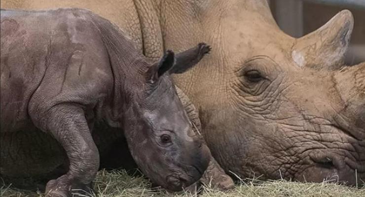 Белый носорог впервые родился после искусственного оплодотворения