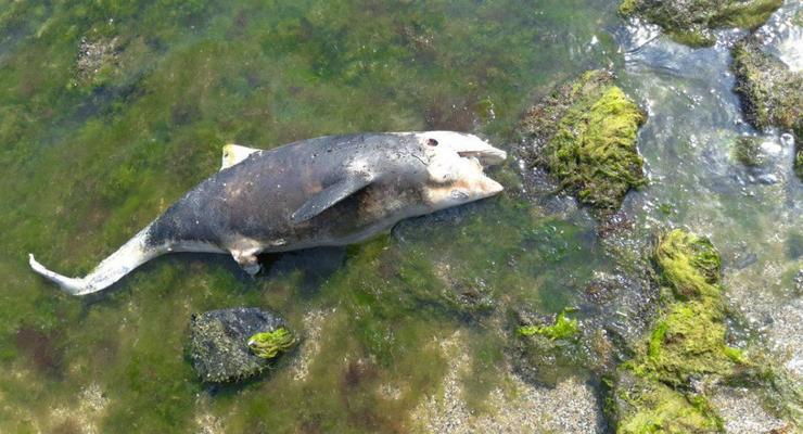 В Одессе на людном пляже нашли мертвого дельфина