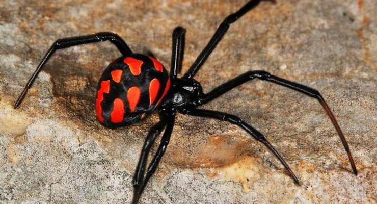 На черноморских курортах появились опасные ядовитые пауки