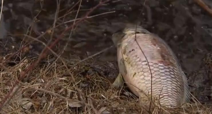 Мертвые тушки на берегу: в киевском озере произошел мор рыбы