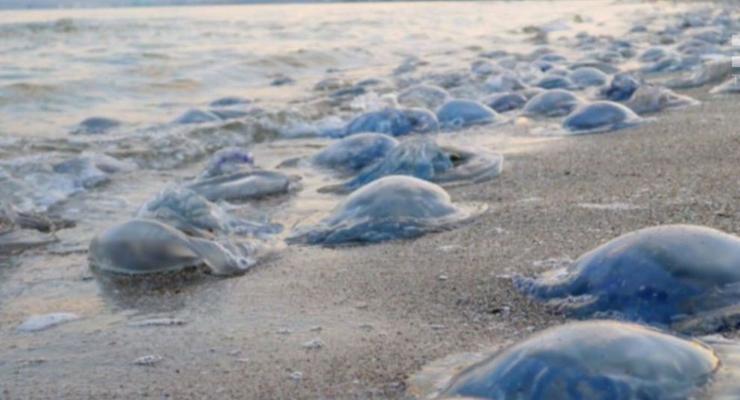 Экологи объяснили нашествие медуз на азовском побережье
