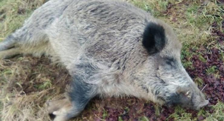 В Одесской области на берегу Дуная нашли трупы свиней с АЧС