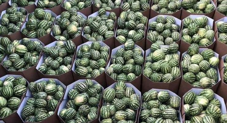 В Запорожье изъяли тонну опасных арбузов