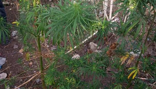 Под Николаевом 50-летняя женщина вырастила плантацию конопли