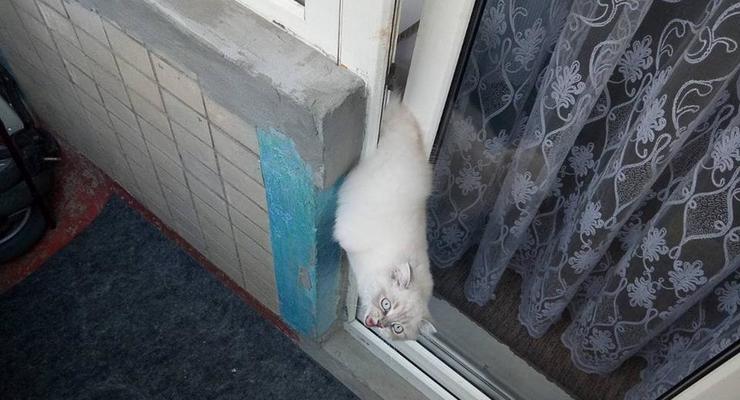 В Днепре котенок застрял в двери балкона и умер