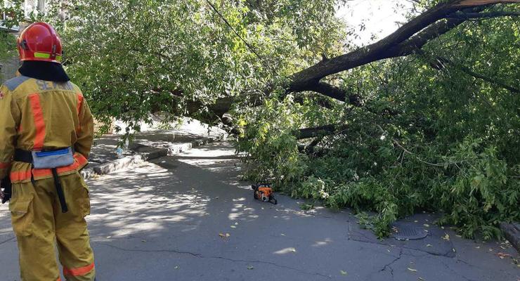 В Киеве на женщину упало дерево