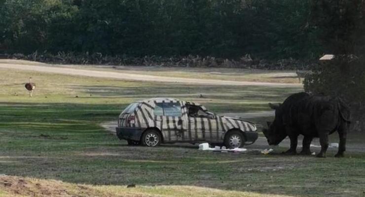 В Германии носорог атаковал автомобиль