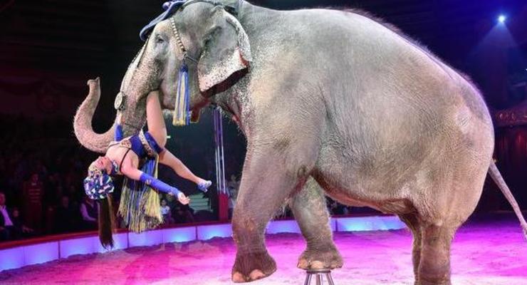 Африканских слонов запретили продавать в зоопарки и цирки