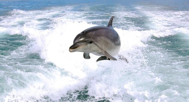 Туристам запретили плавать с дельфинами в Новой Зеландии