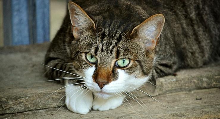 В Виннице судили мужчину за убийство кошки