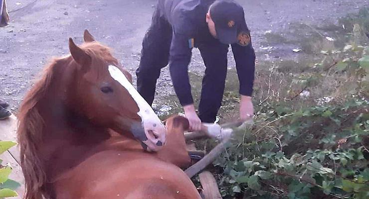В Ужгороде конь застрял в трехметровой "ловушке"