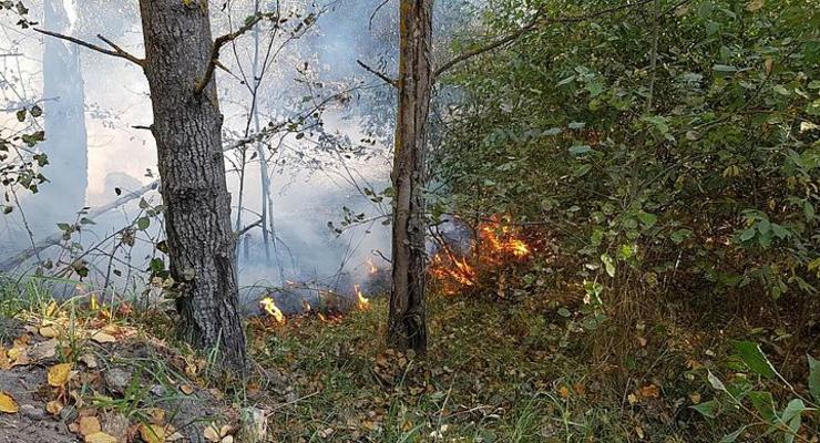 Под Житомиром лесные пожары охватили 100 гектаров
