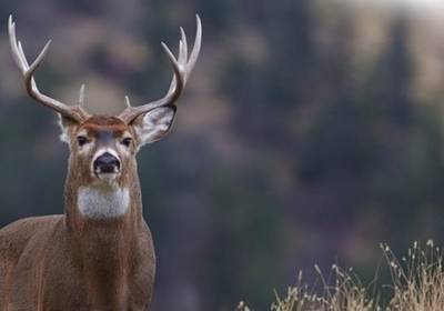 В Финляндии 12 солдат пострадали из-за ДТП с оленем
