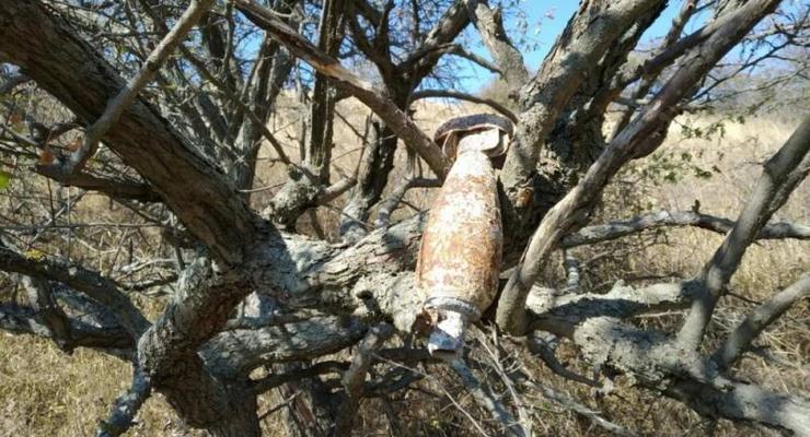 В Крыму на дереве нашли бомбу времен Второй мировой войны