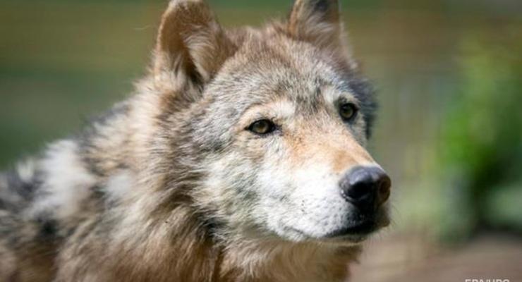 В Крыму три человека пострадали от нападения волка