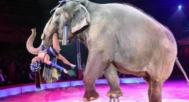 Украинский суд впервые запретил цирку использовать животных в выступлениях