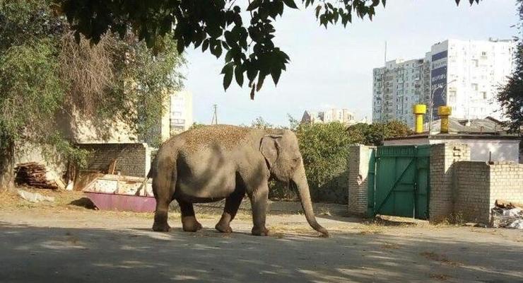 По улицам Харькова гулял слон