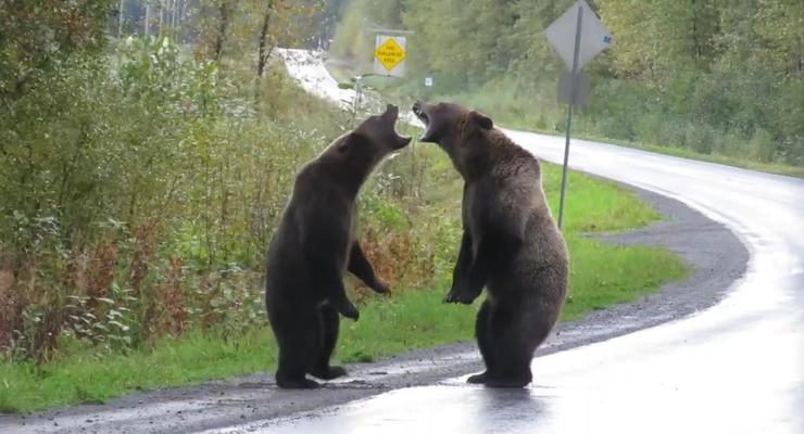 Схватку двух медведей гризли сняли на видео