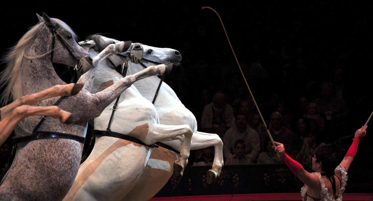 Государственные цирки больше не будут закупать животных