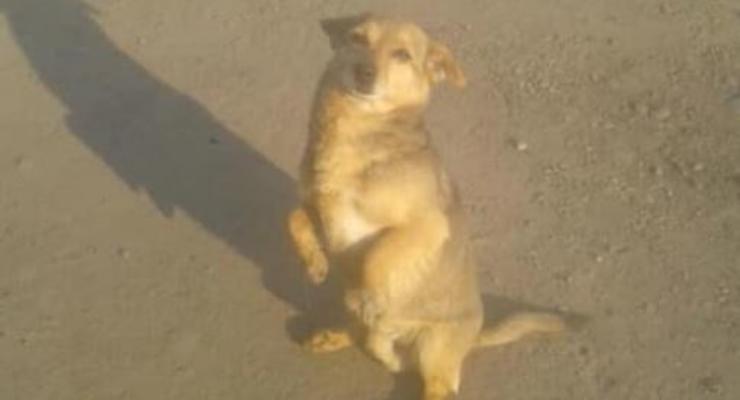 Под Днепром охотники натравили псов и пристрелили чужую собаку