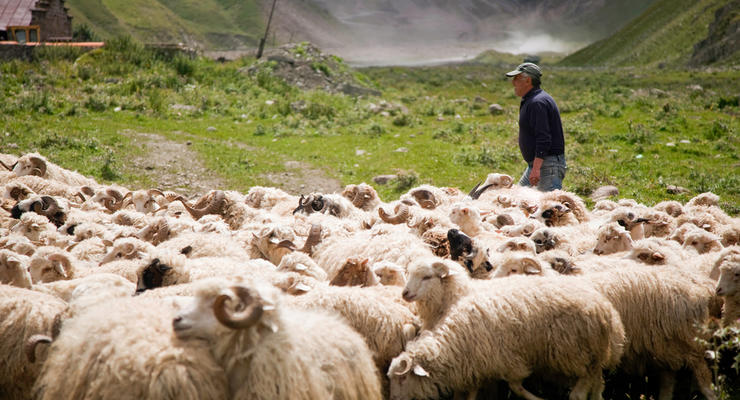 В Грузии молния убила пастуха и десятки овец