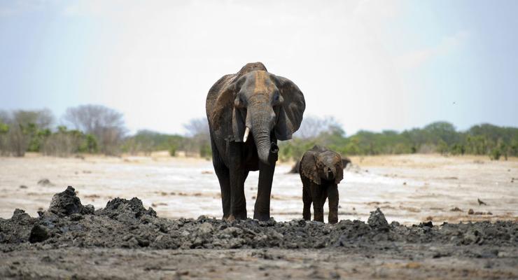 В Зимбабве из-за голода погибли 55 слонов