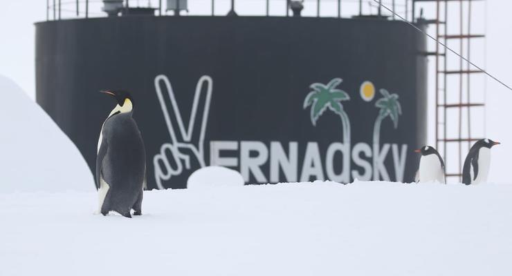 К украинским полярникам пришел в гости пингвин