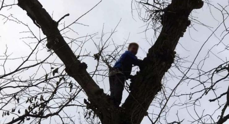 Школьник залез на дерево за грибами и не смог спуститься