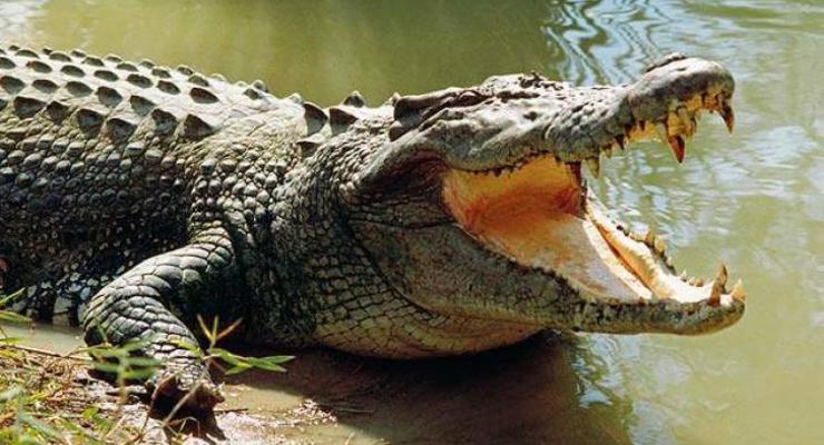 Девочка оседлала крокодила и спасла подругу от гибели