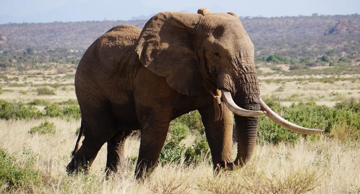 В Кении умер самый известный африканский слон