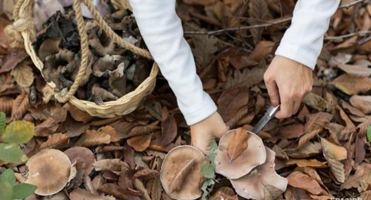 В Кировоградской области юноша купил у бабушки грибы и попал в реанимацию