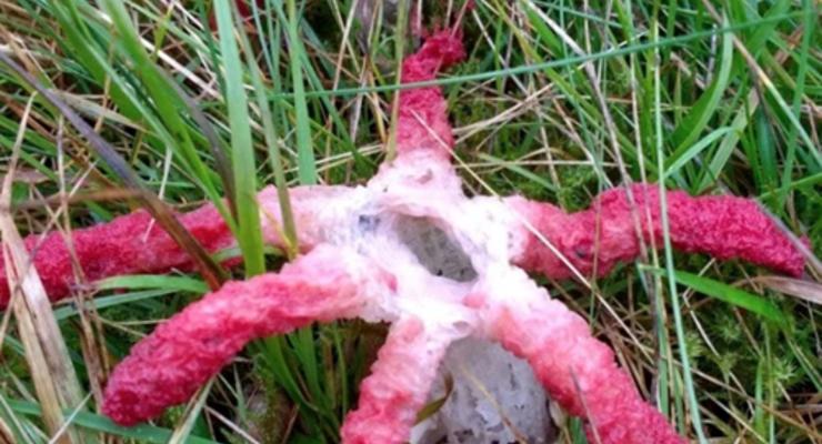 Впервые за 20 лет найден гриб "пальцы дьявола"