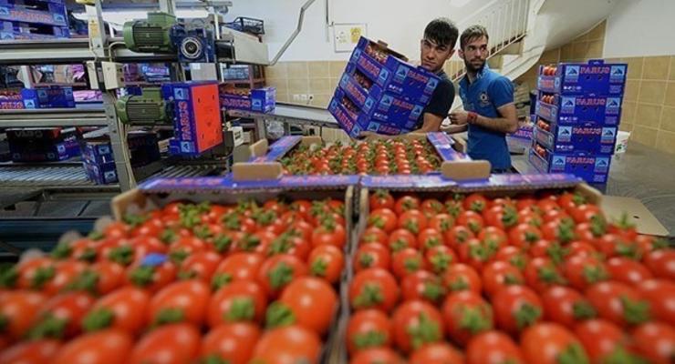 В Украину пытались ввезти зараженные помидоры из Турции