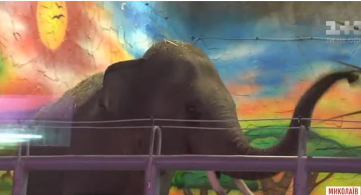 В Николаевский зоопарк привезли двух слонов из Венгрии