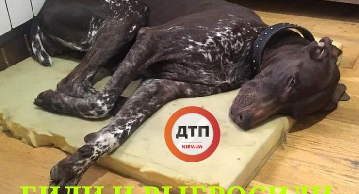 В Киеве хозяин избил и выбросил на улицу породистую собаку