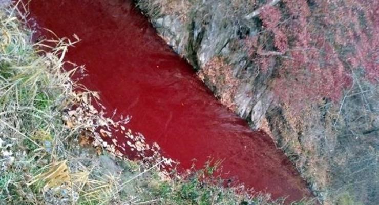 Река в Южной Корее окрасилась кровью больных свиней