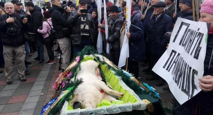 Протесты в Киеве: Под Раду принесли свинью в гробу