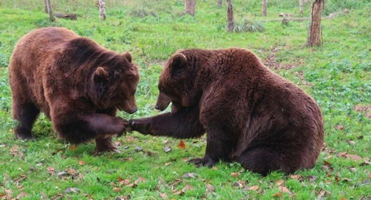 В Крыму владелец двух зоопарков хочет убить 30 медведей