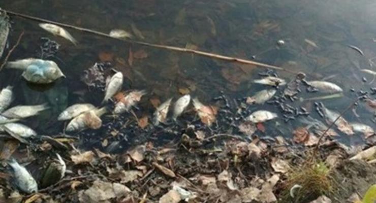 В реке на Житомирщине погибло рыбы на семь млн гривен
